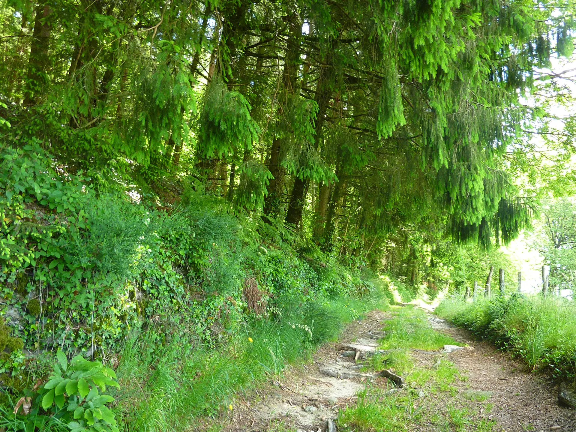 Pech de Courbou - Sous les sapins_09 © Lot Tourisme - C. Sanchez