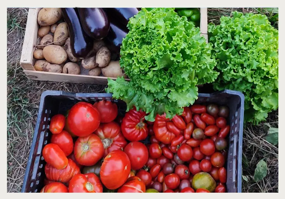 Potager