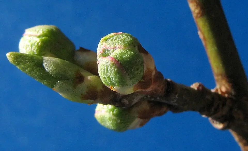 Prunus-buds-1fdgqbtsd54hn3gf64njyh
