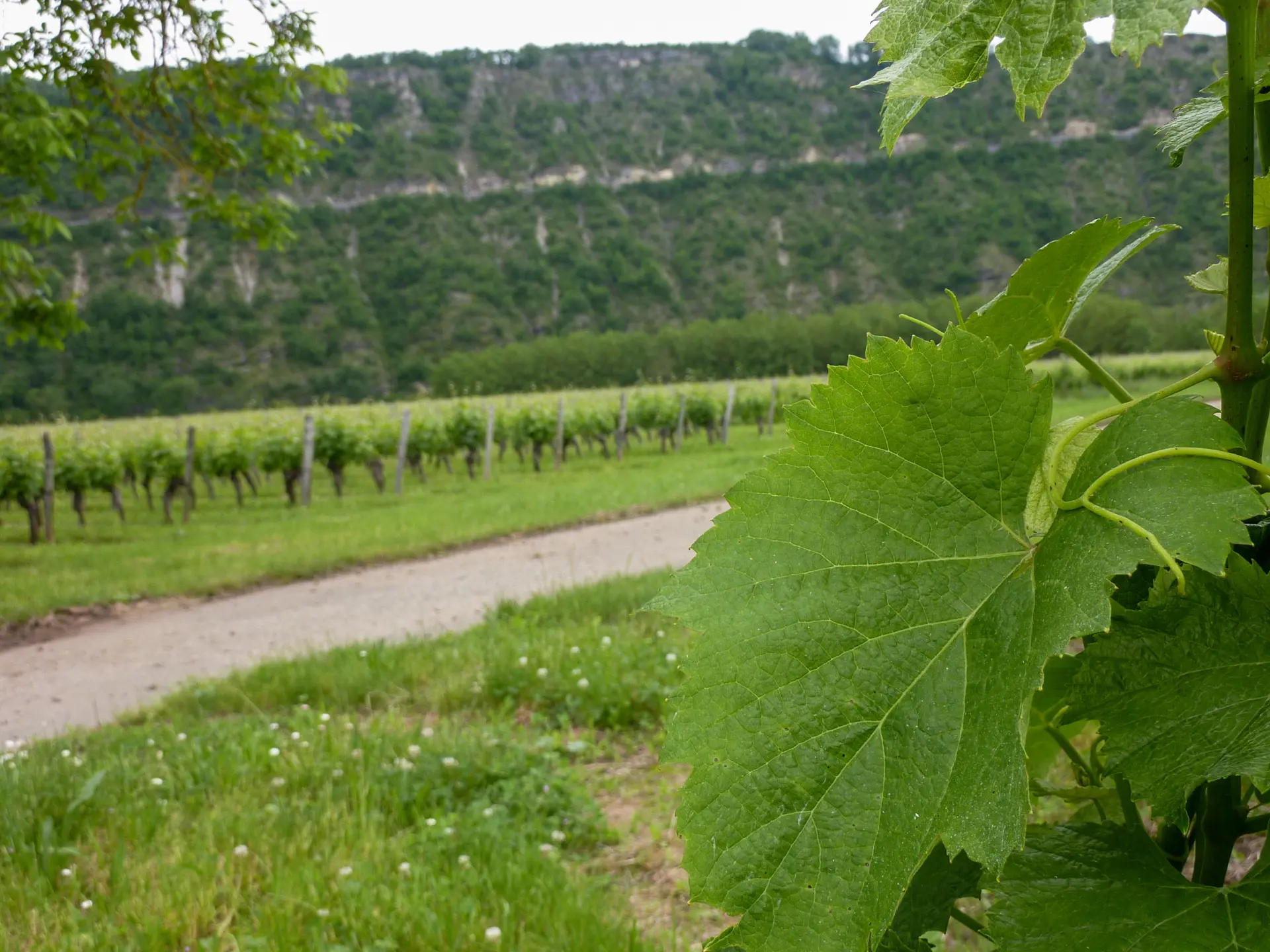 Régagnac - Balade au milieu des vignes_03 © Lot Tourisme - C. Sanchez