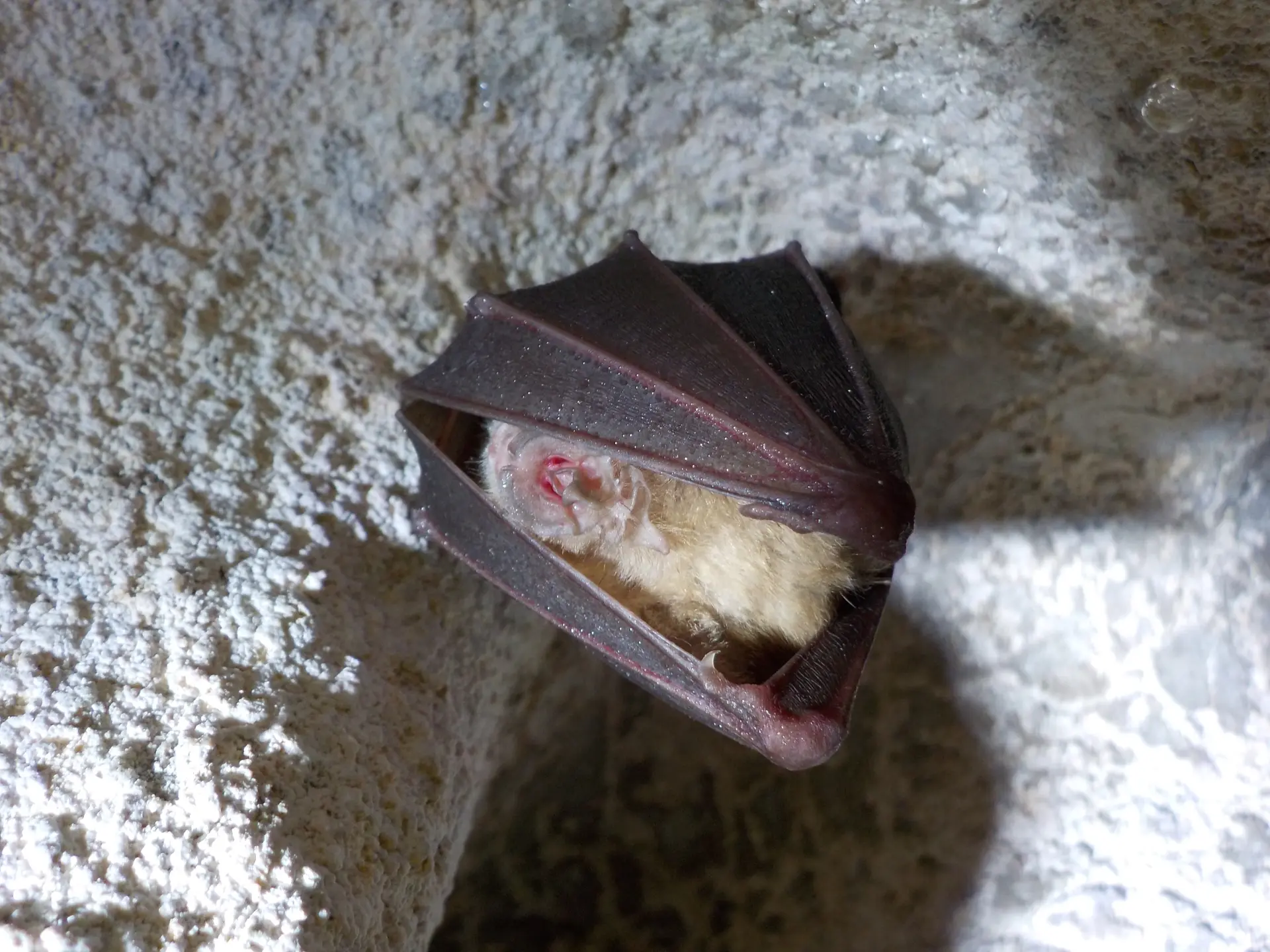 Rhinolophe_AAellen