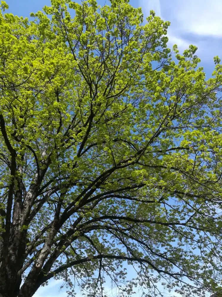 capture d'écran Stage Arbres sauvages comestibles et médicinaux