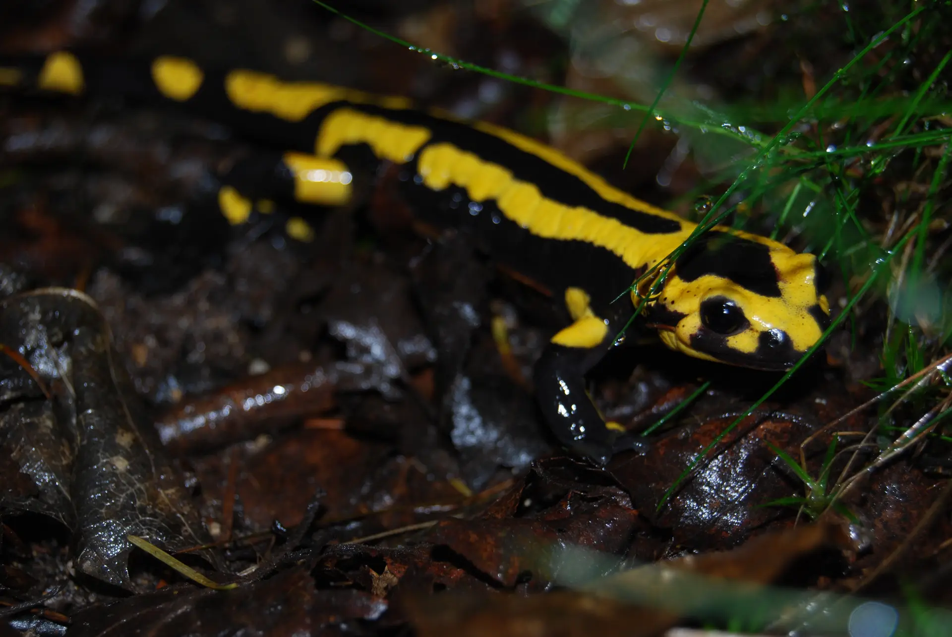Salamandre, au pouvoir mystérieux lié au feu