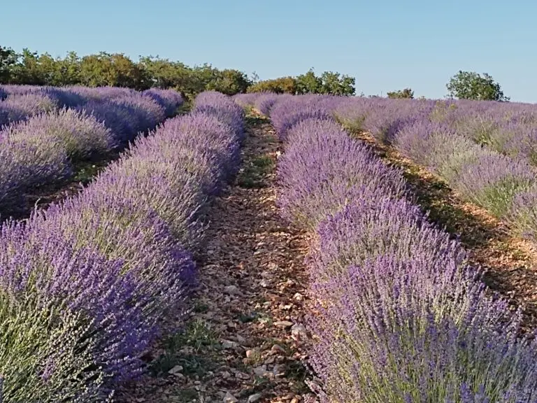 Senteurs de Roumégouse  (3)