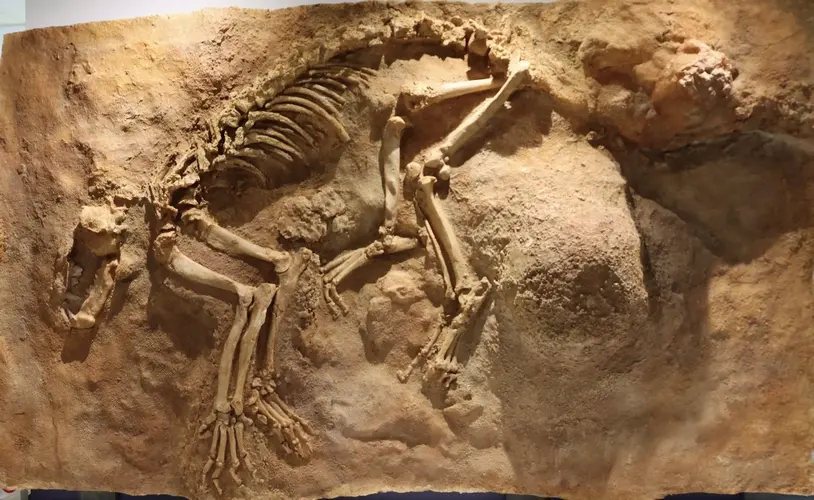 Squelette la lionne des cavernes