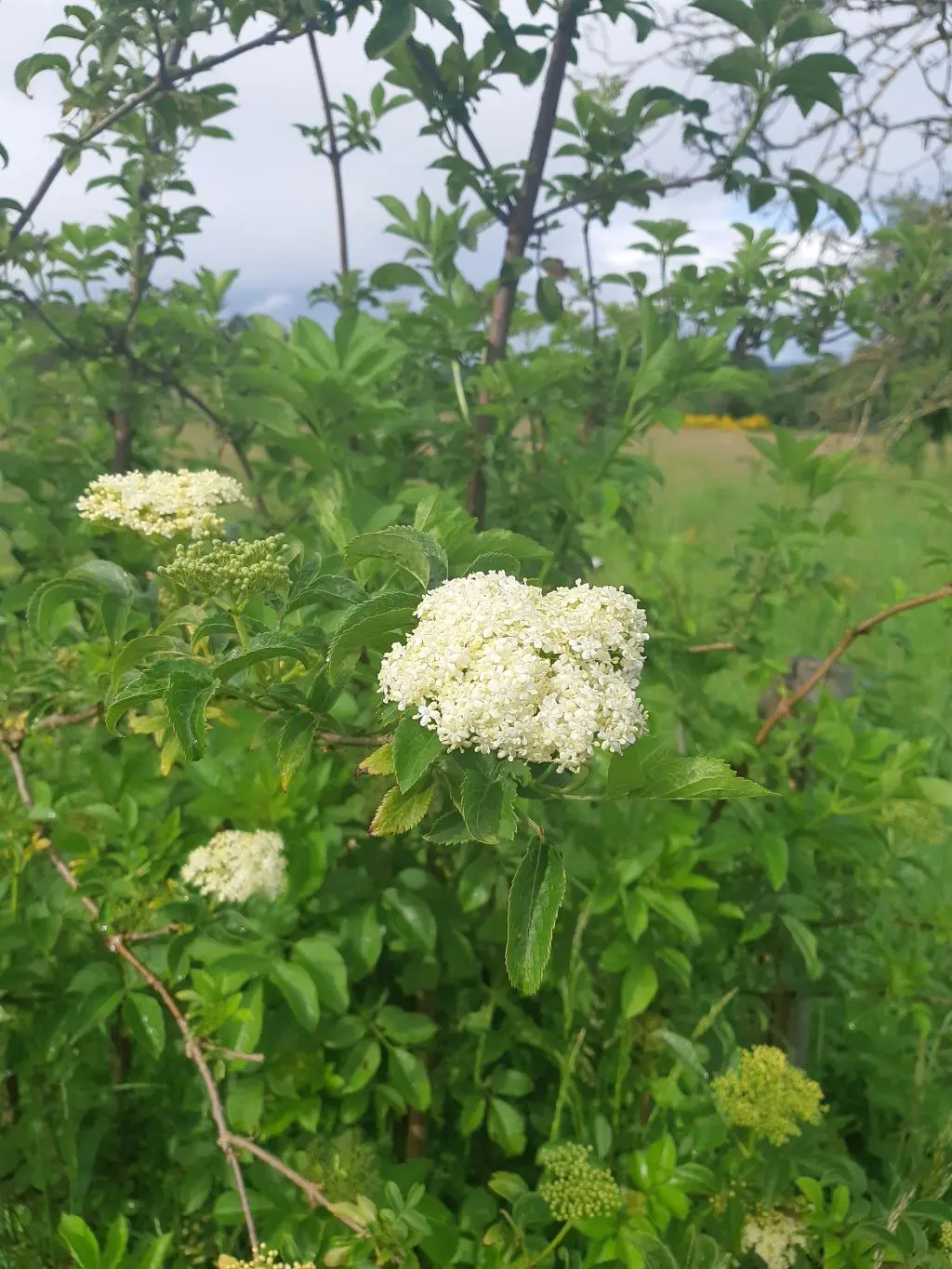 Sureau fleurs BP mai24 (1)