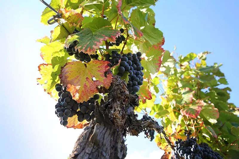 Terroirs de la vallée - Jérôme Morel