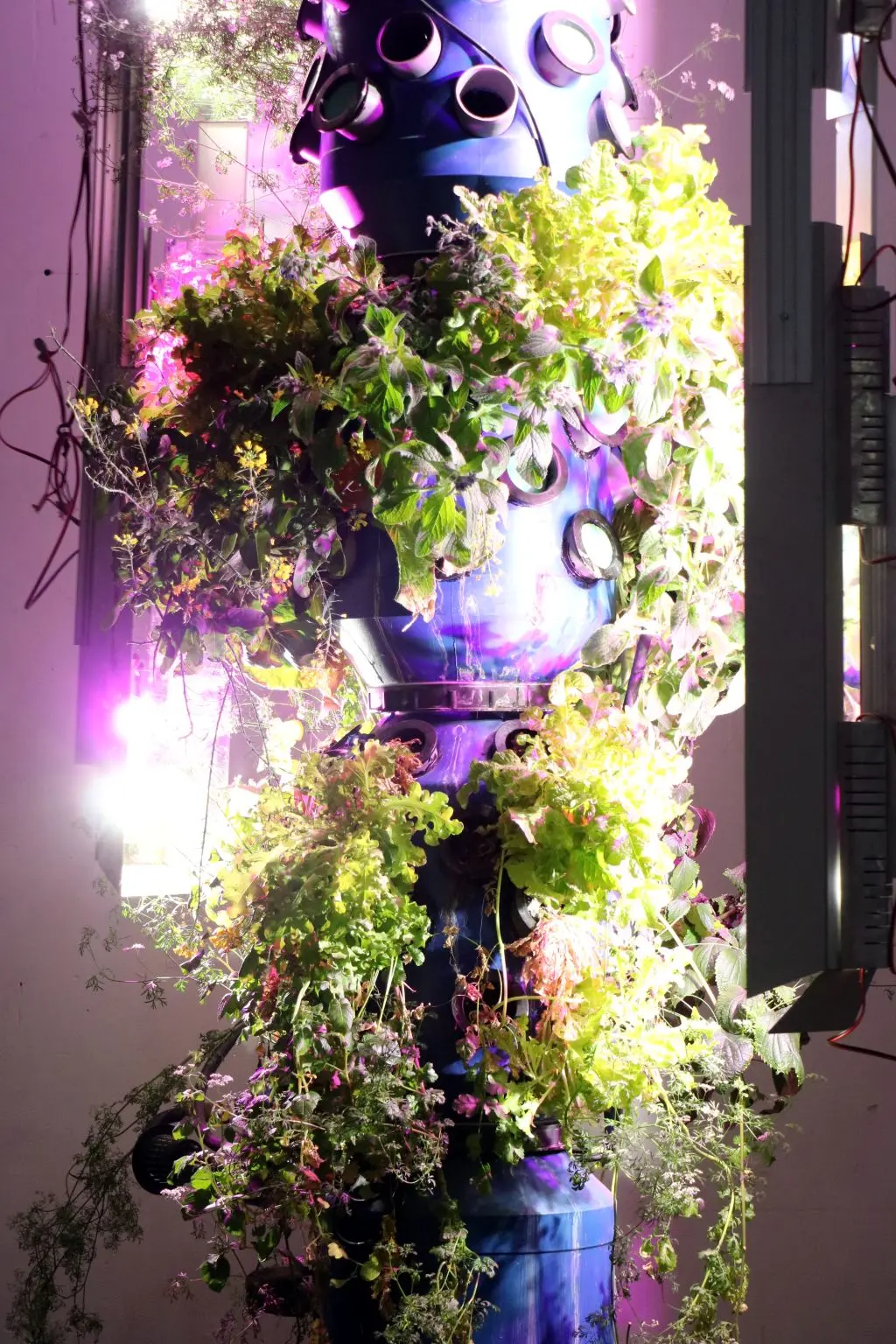 Thomas Teurlai,Bootlegg / Hydroponics, éclairage LED à spectre complet, barils..