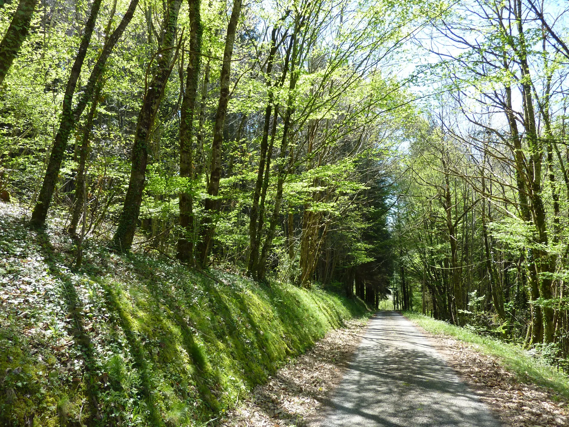 Tillet -  Passage dans les sous-bois_11 © Lot Tourisme - C. Sanchez