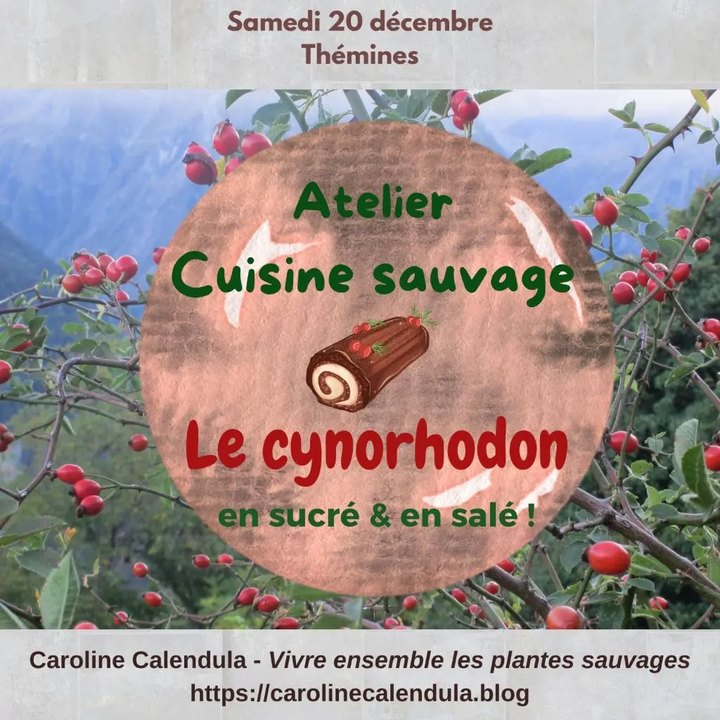 VISUEL_CUISINE_CYNORHODONS_2