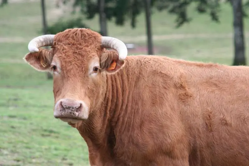 Vache_limousine_race_bovine