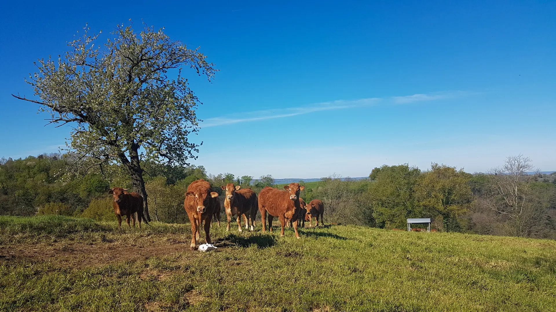 Vaches sur les hauteurs d'Estal