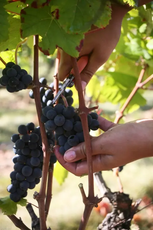 Vendanges au Château Lagrézette