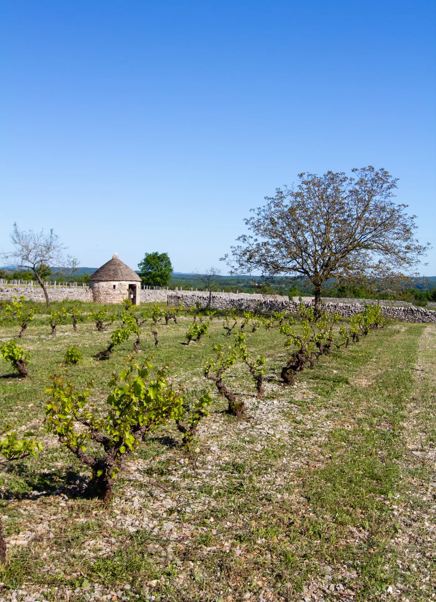 Vigne et cazelle à Rocamadour
