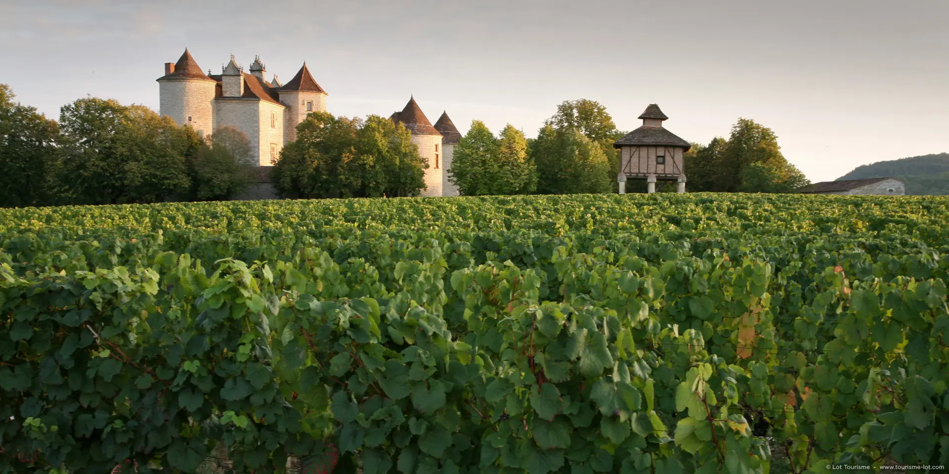 Caillac - Vignoble du Château La Grézette