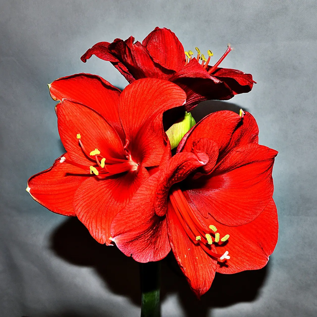 amaryllis-2358022_1280