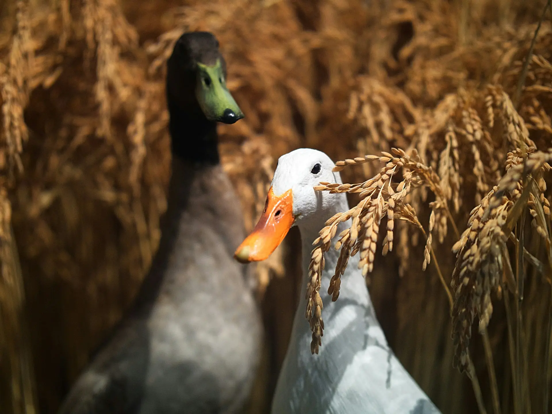 Canards