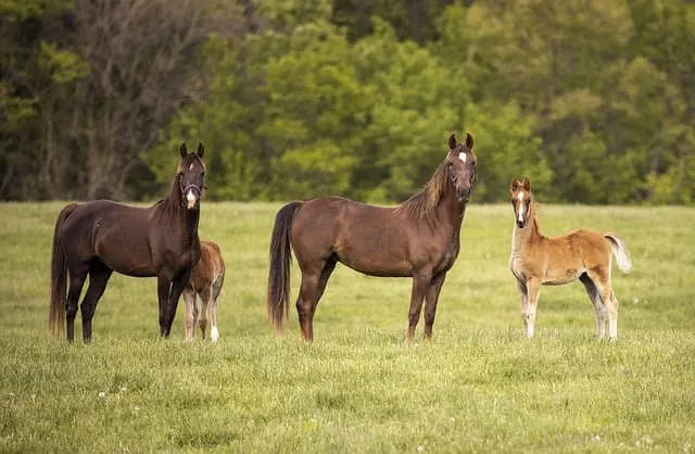 Chevaux