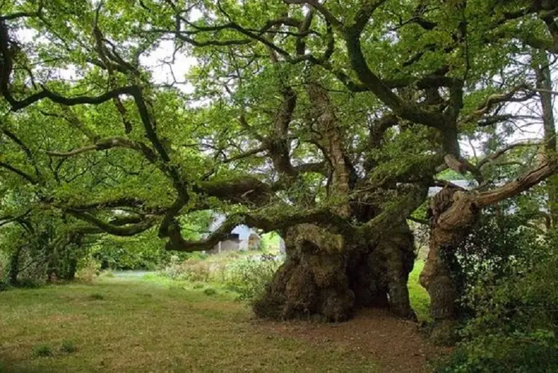 arbre-remarquable-chene-tronjoly