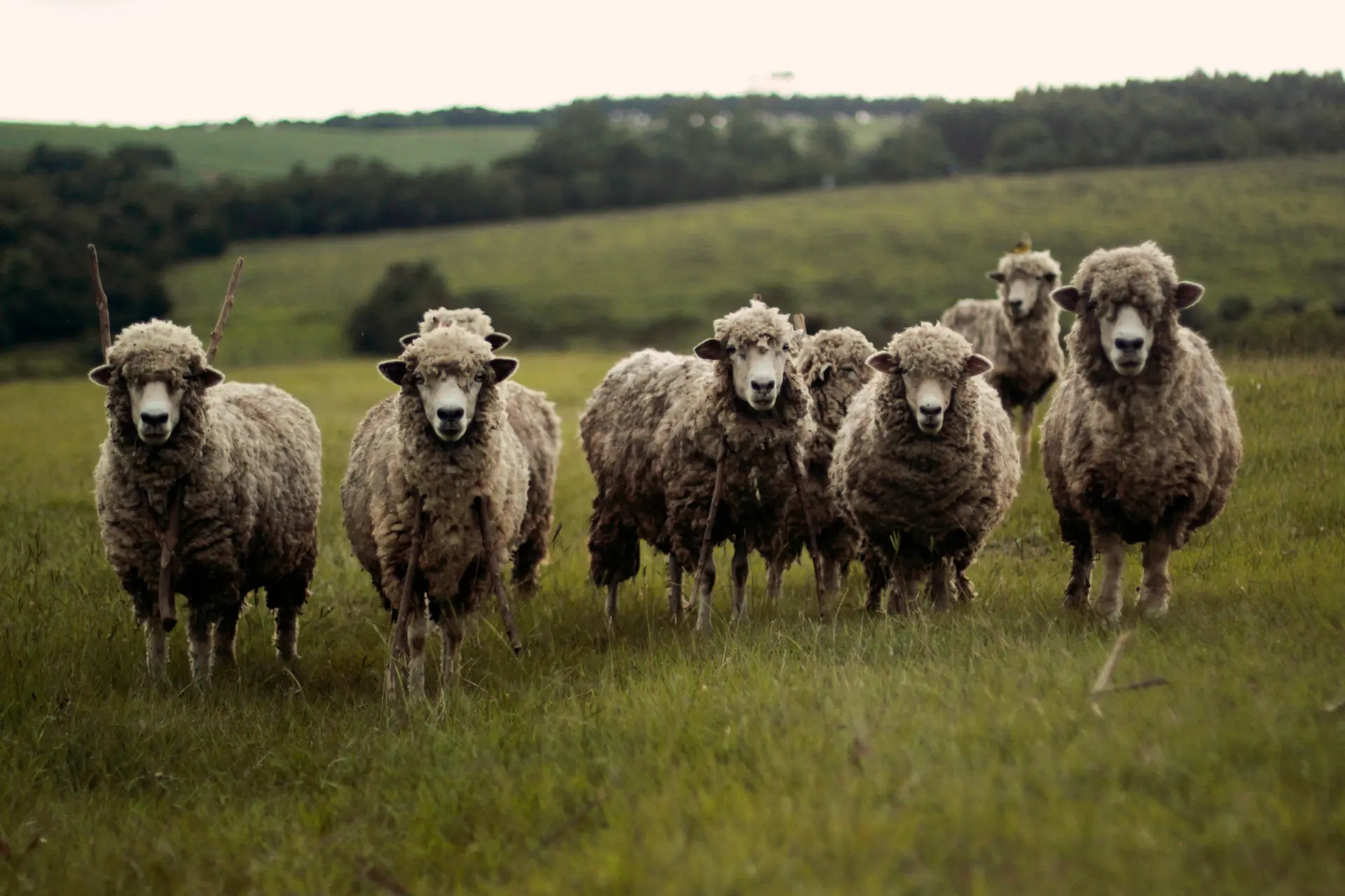 moutons