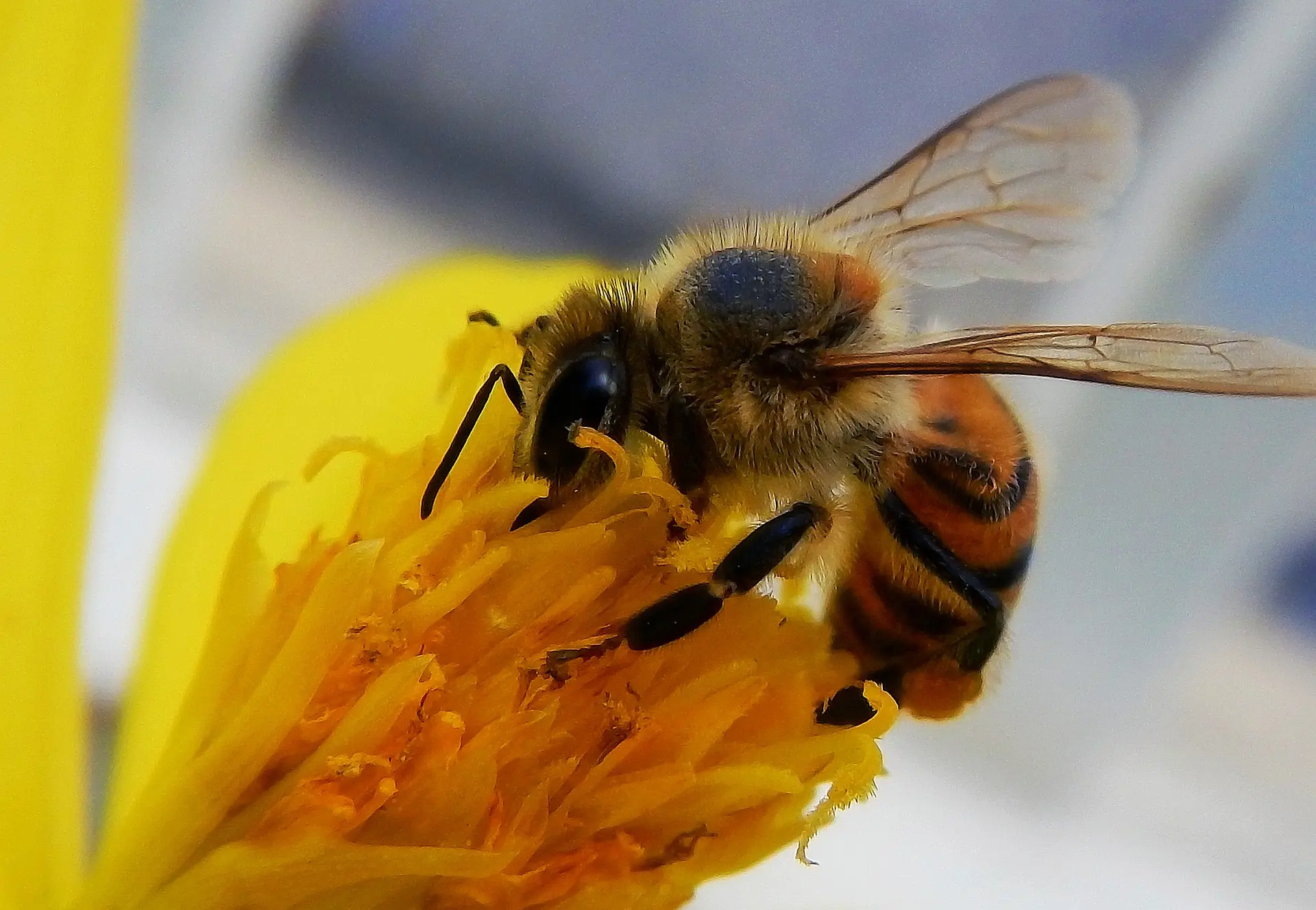 bee-4310006-1920