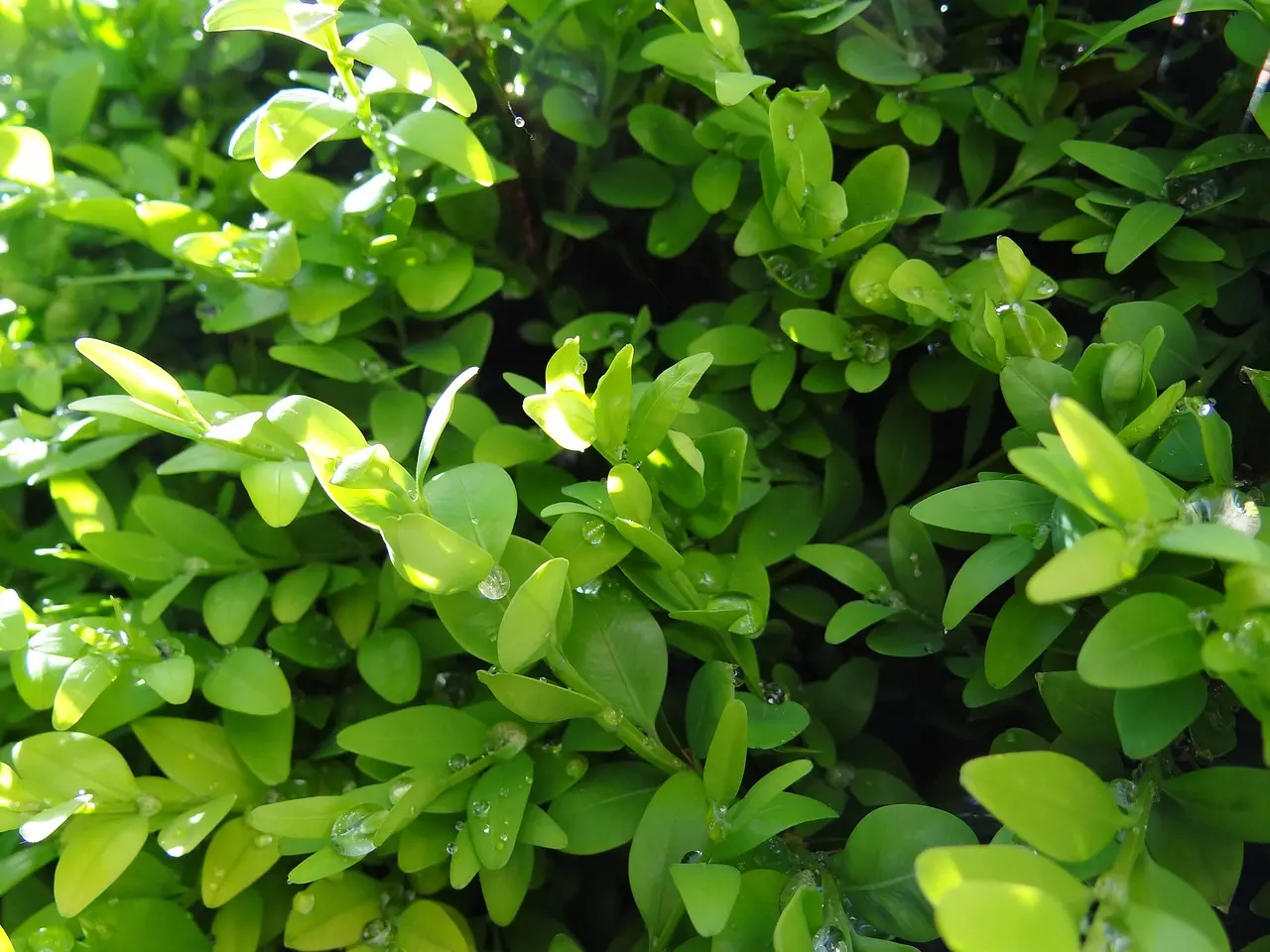 boxwood-49122_1280