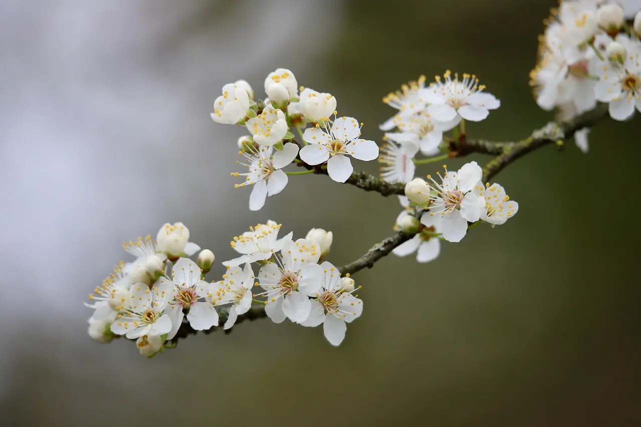 blackthorn-8604451_1280