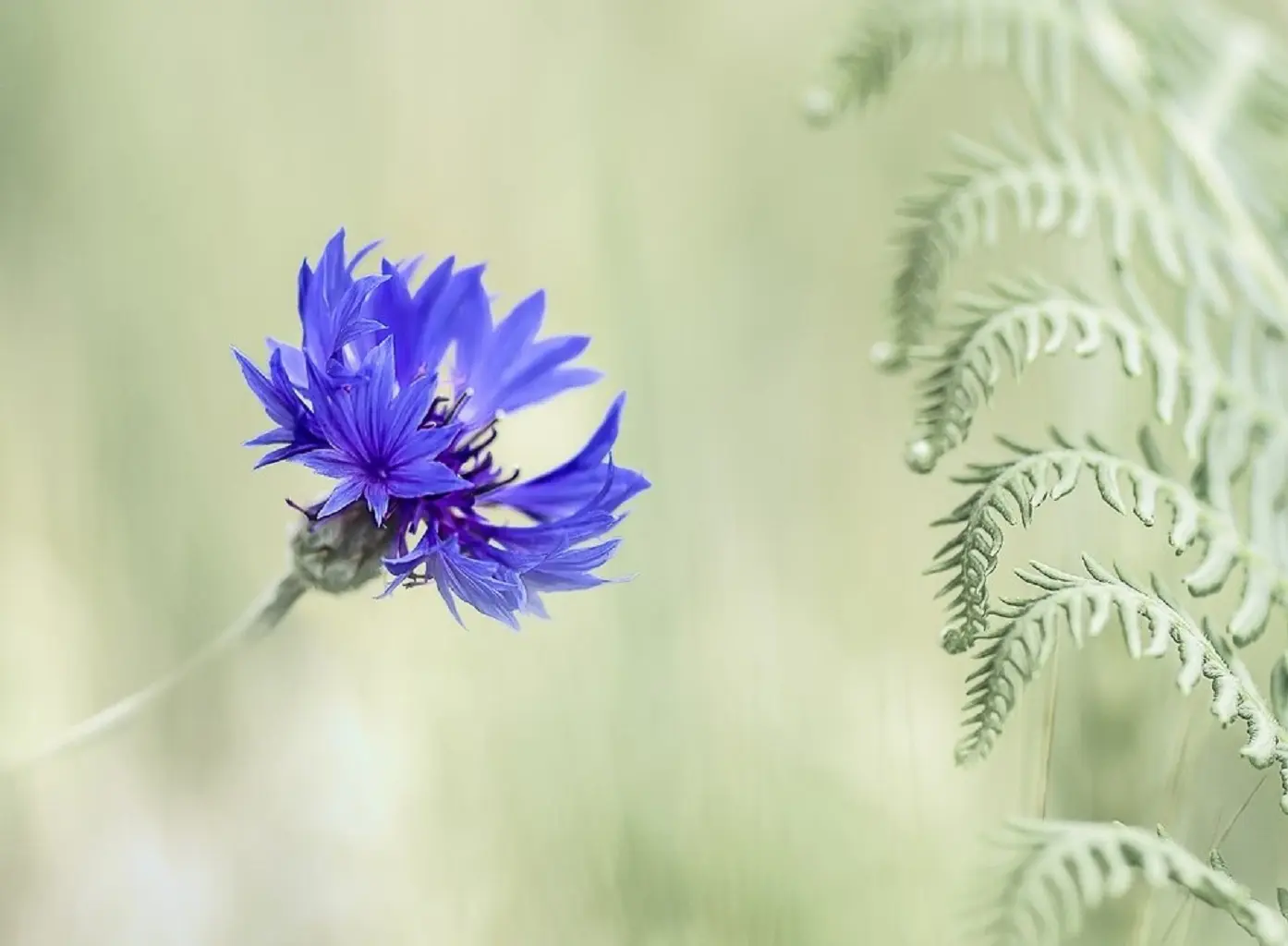 bleuet