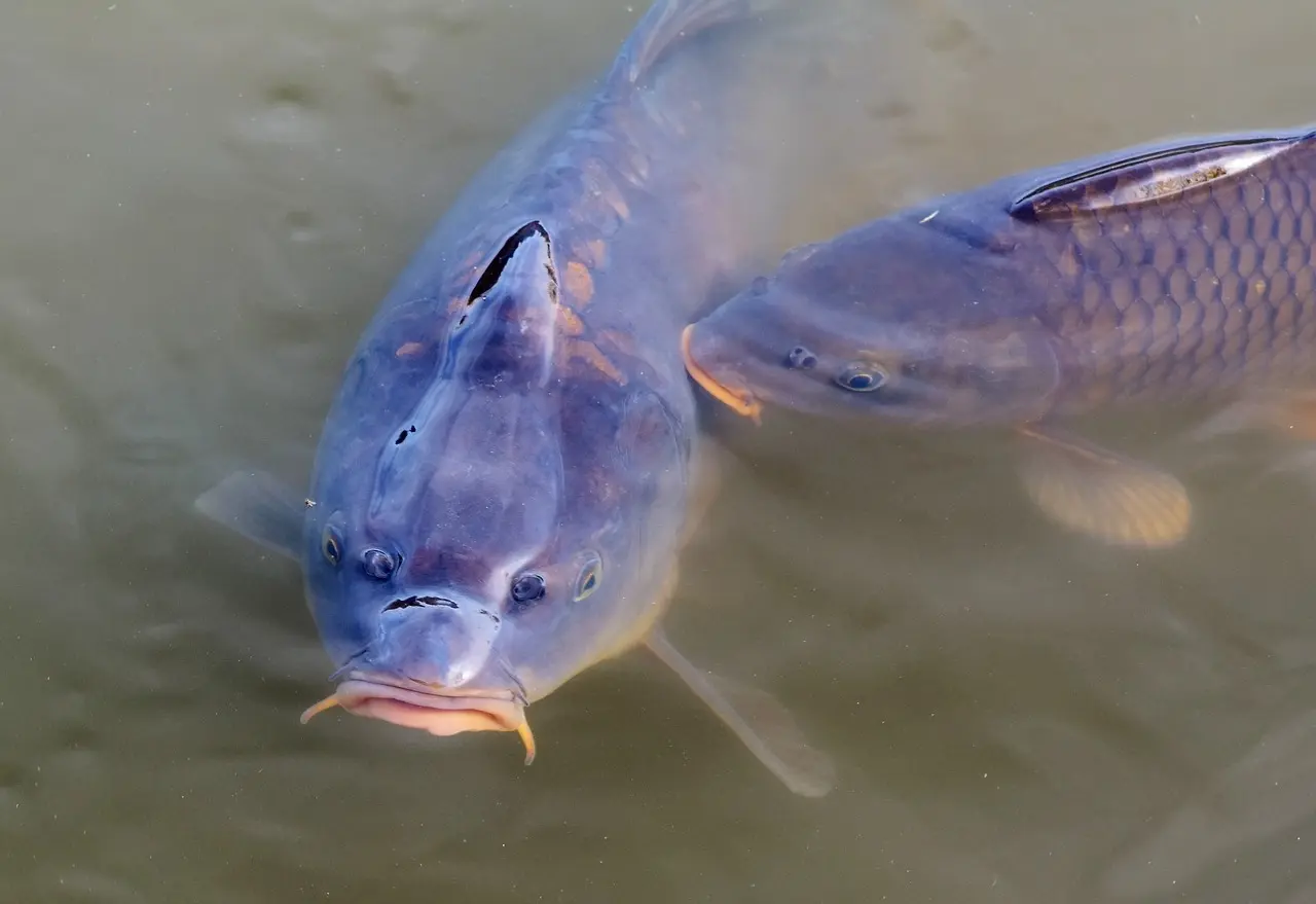 carpe pêche