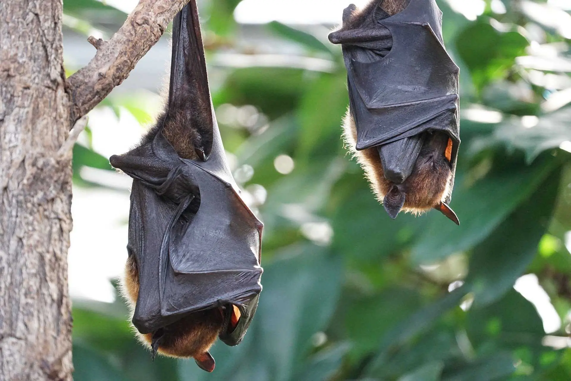 chauves-souris@Simon Berstecher de Pixabay