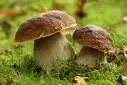champignons