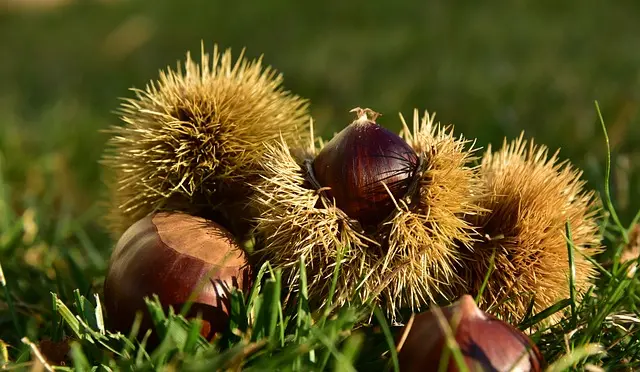 chestnut