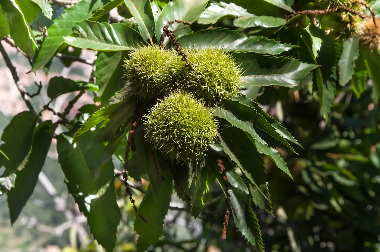 chestnuts-3714639_1280