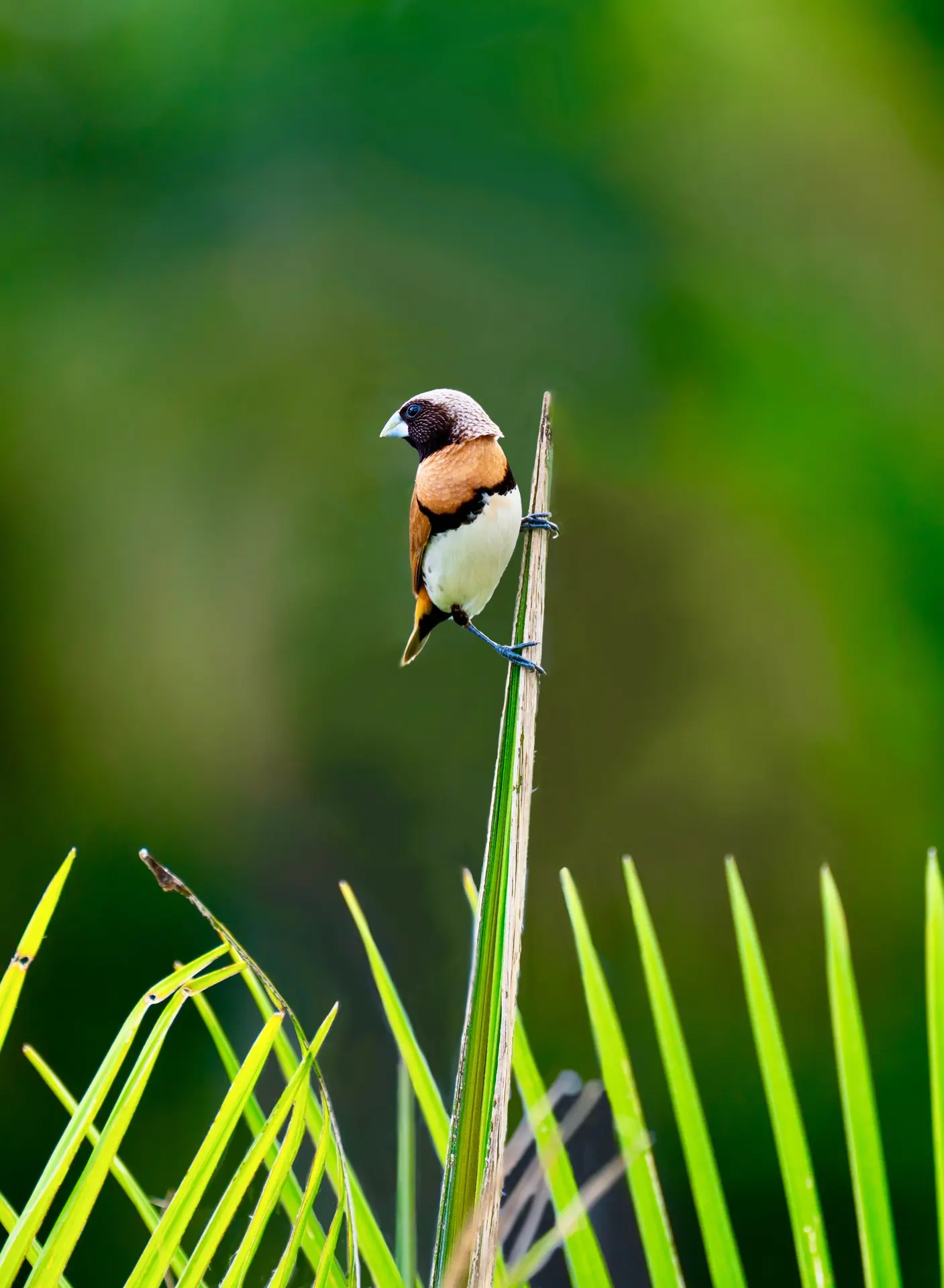 oiseau-chiemseherin-brown-breasted