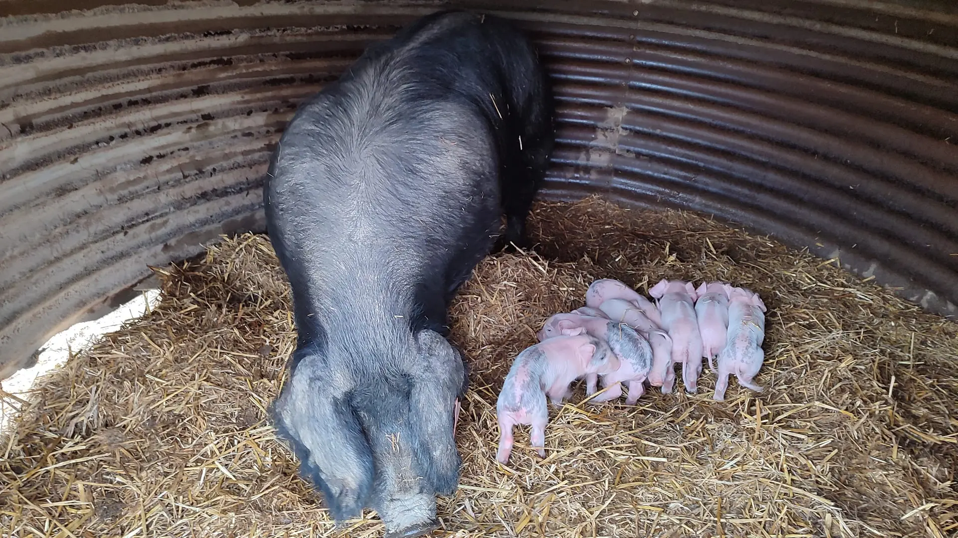 cochon pilou