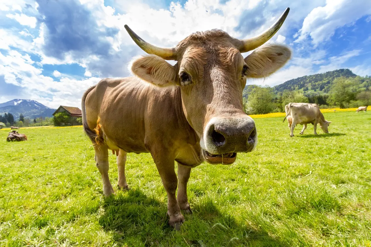 vache