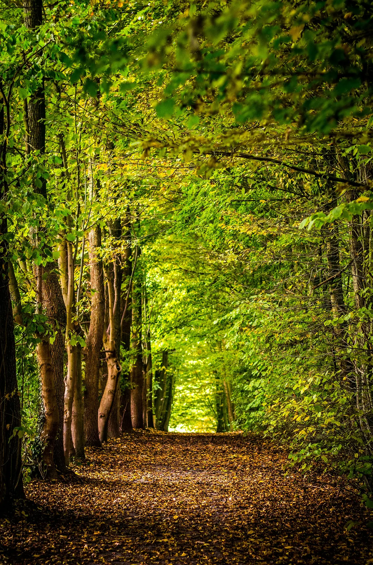 david-bruyndonckx-F_hft1Wiyj8-unsplash