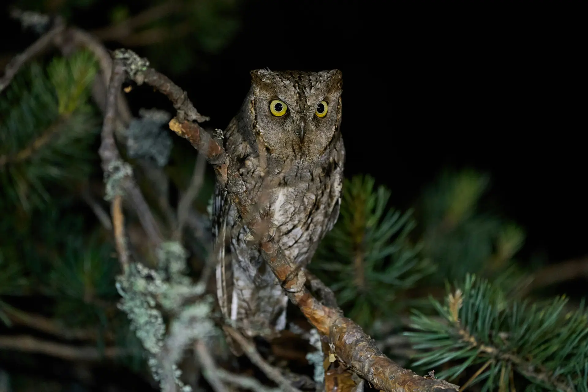 Hibou