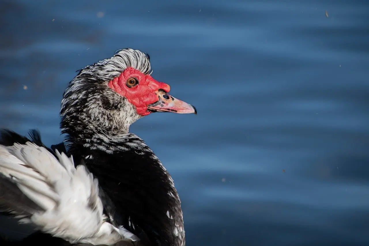 duck-7891708_1280