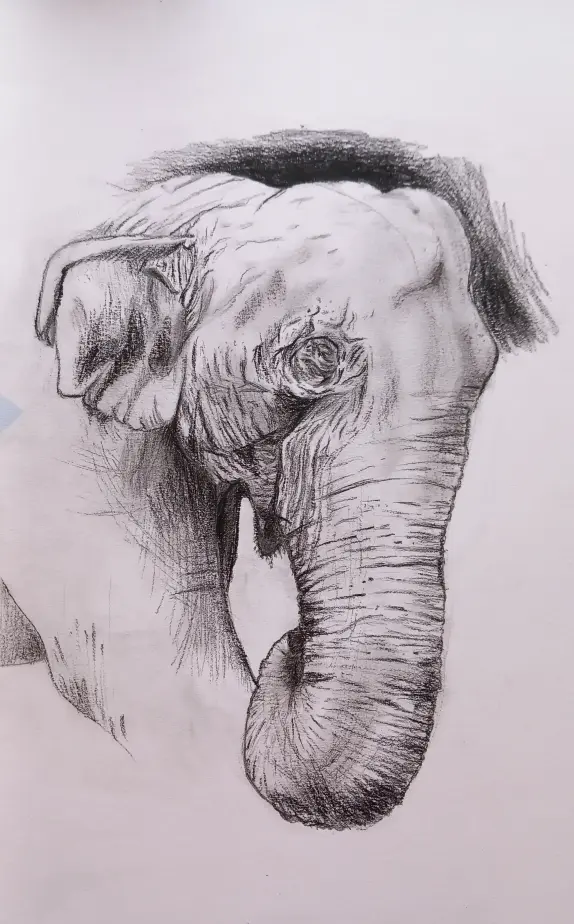 elephant dessiné par Gaetan 204-2025 (1)