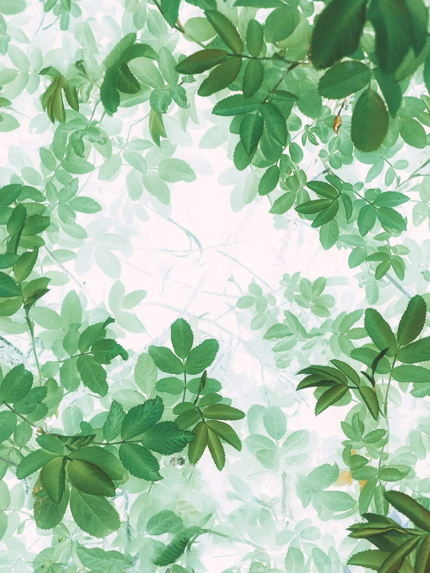 aquarelel forêt