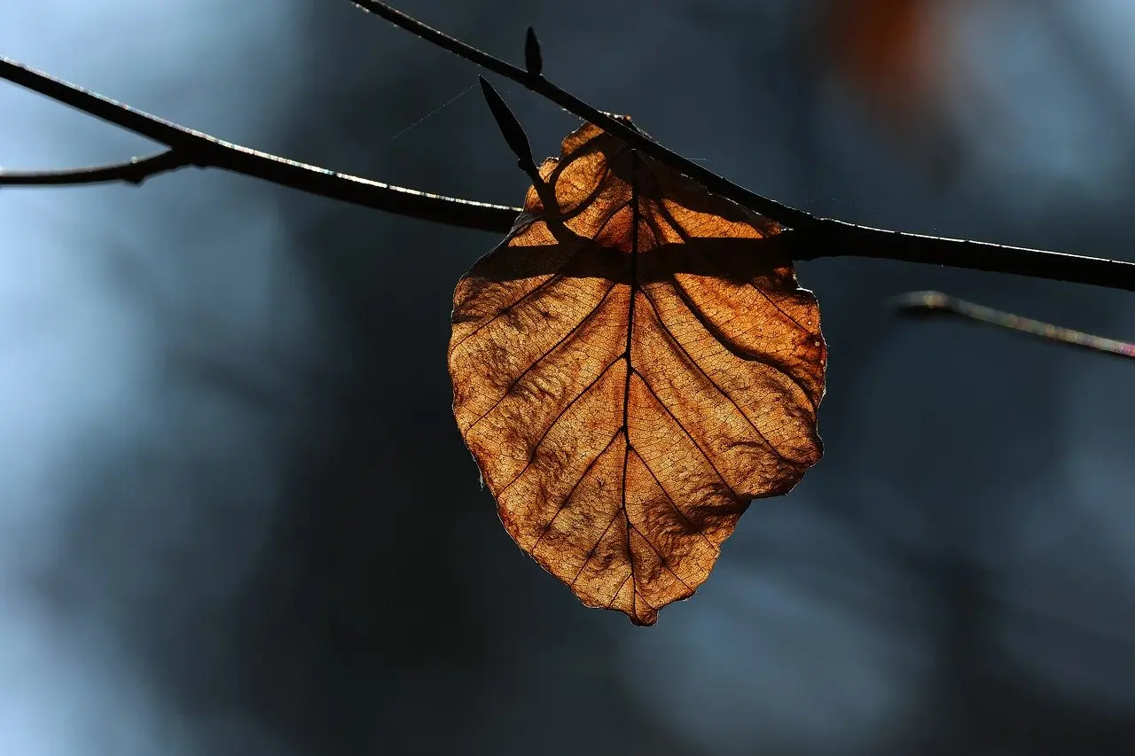feuille
