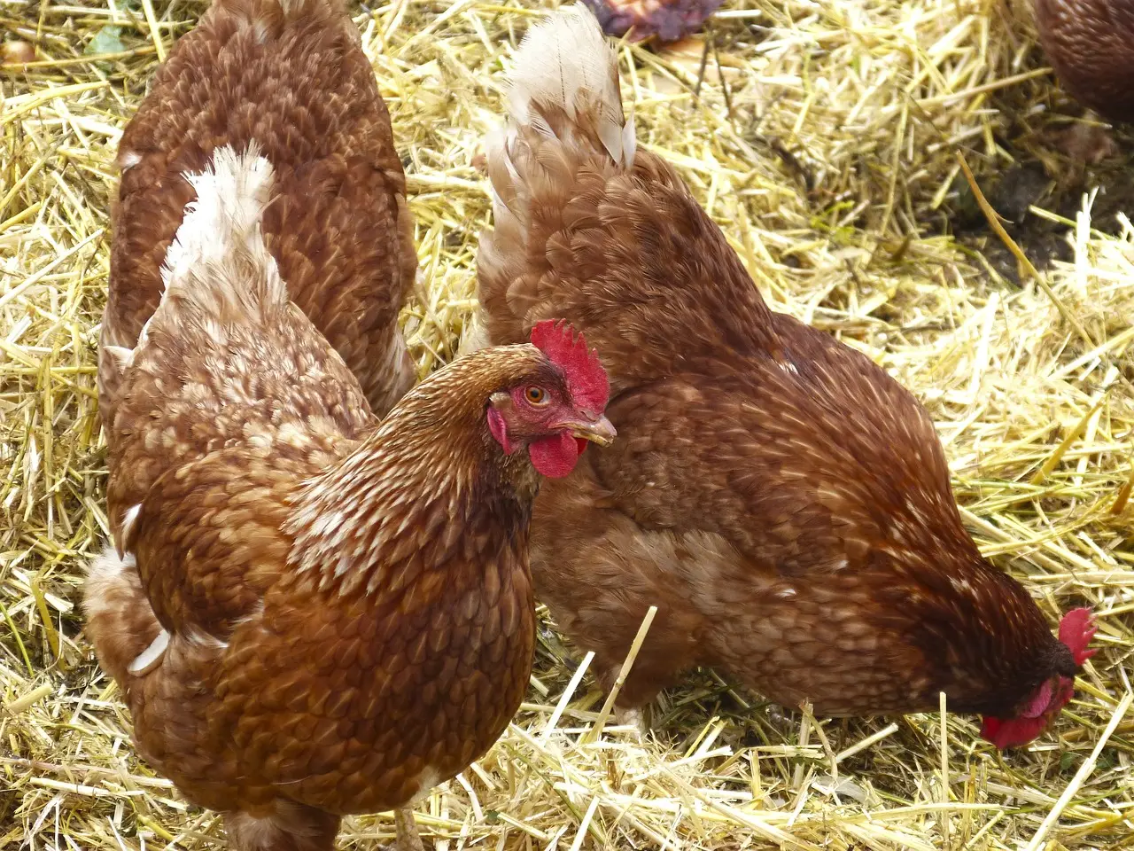 hens-1107874_1280