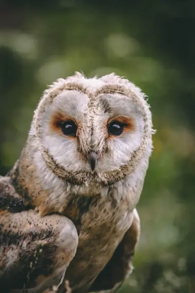 hibou