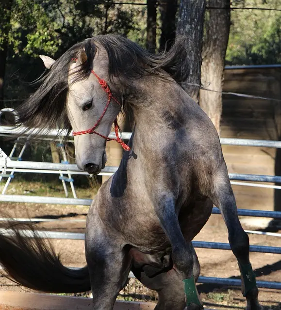 horse-943007_640