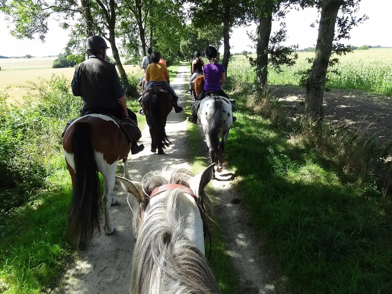 horses-1530497_1280