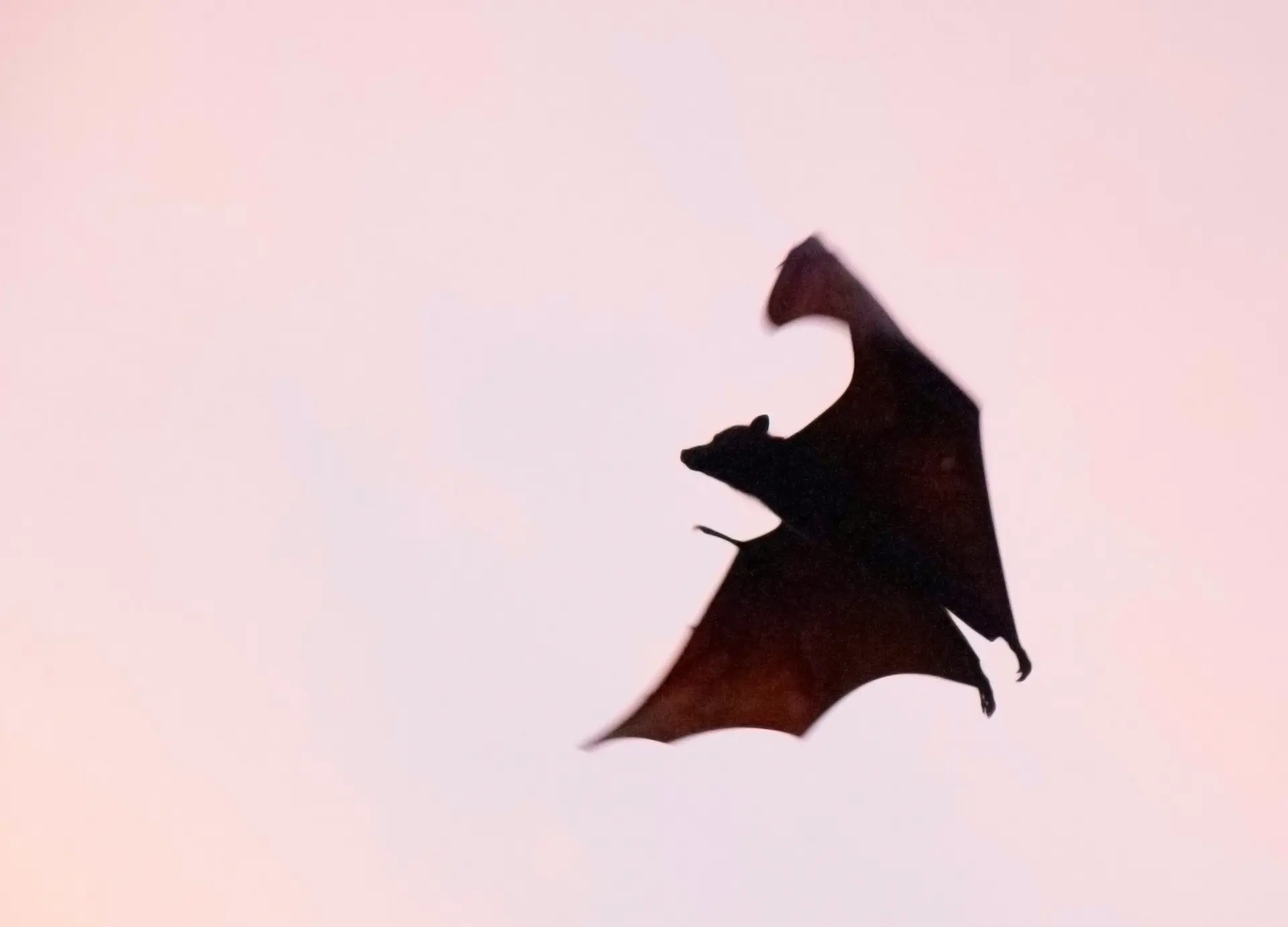 Chauve-souris