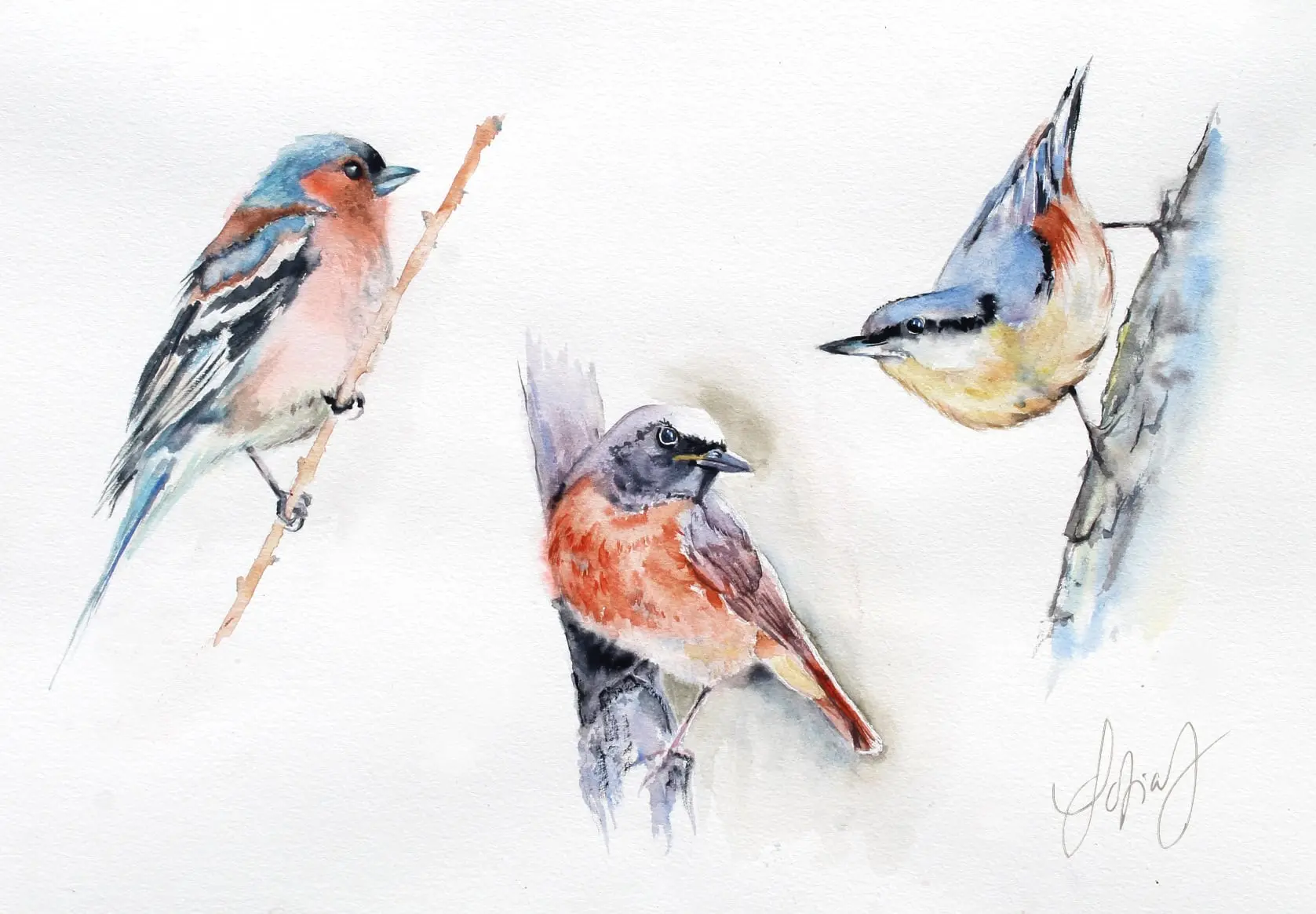 les oiseaux@S.Johannissen
