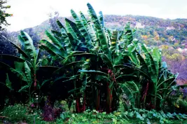 Jardin des Termes