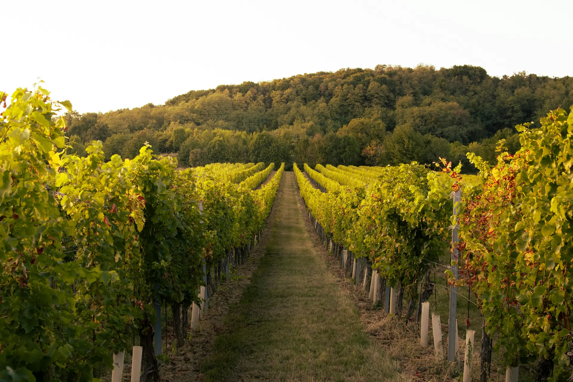 Vignes